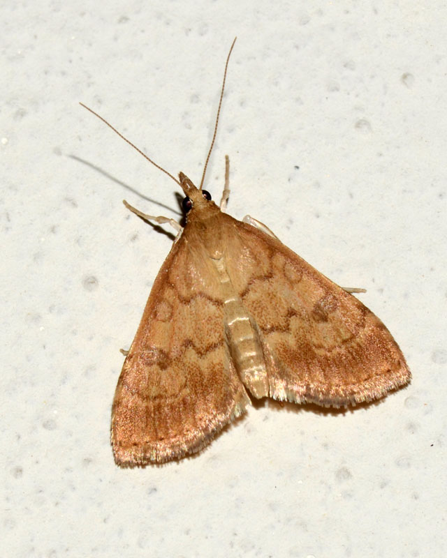 Crambidae Ecpyrrhorrhoe rubiginalis ?